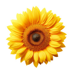 flower - Sunflower: Adoration and loyalty  (3)