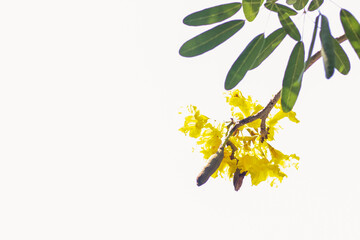 branch of a tree with yellow flowers