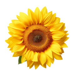 flower - Sunflower: Adoration and loyalty  (5)