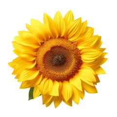 Fototapeta premium flower - Sunflower: Adoration and loyalty (5)