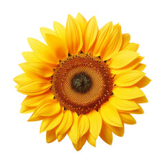 flower - Sunflower: Adoration and loyalty