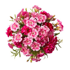 pink, Sweet William meaning  Gallantry .