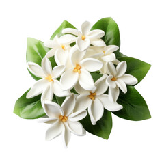 Obraz premium flower - Stephanotis: Marital happiness