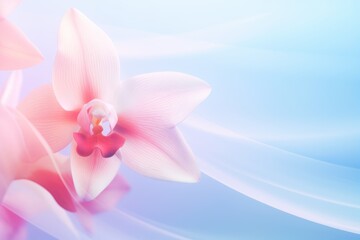 Pastel tone orchid pink pink blue gradient defocused abstract photo smooth lines pantone color background 