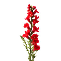 deep red Snapdragon: Graciousness and strength.