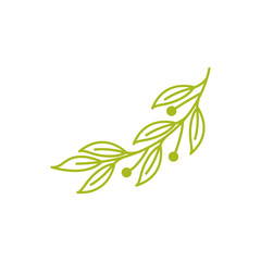 olive oil plant logo design vector image