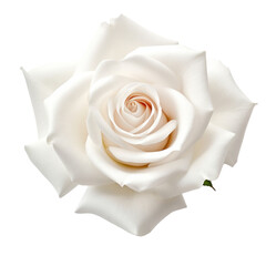 flower - Rose (White): Purity and innocence (2)