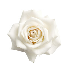 flower - Rose (White): Purity and innocence (4)