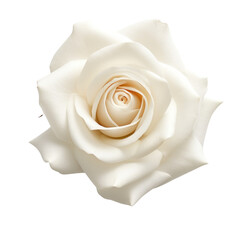 flower - Rose (White): Purity and innocence (2)