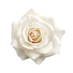 flower - Rose (White): Purity and innocence (5)