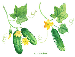 Watercolor hand painted illustration of cucumber, green vegetables , cucumbers with leaves ,vegetable ,vegetarian food , watercolor illustration	