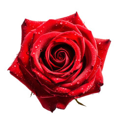 Fototapeta premium flower - top view flower. Red roses with dewdrops on the petals. 