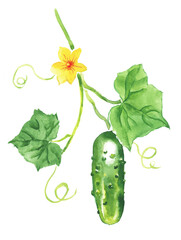 Watercolor hand painted illustration of cucumber, green vegetables , cucumbers with leaves ,vegetable ,vegetarian food , watercolor illustration	