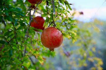 Pomegranate harvest 