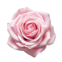 Big Pale Light Pink Rose Realistic Flower