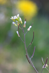 Thale Cress, Arabidopsis thaliana, also known as Mouse-ear cress, Thale-cress or Wall cress, wild spring flower from Finland