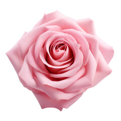 Big Lovely Pink Rose Realistic Flower