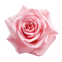  Pink Rose meaning sweetness and admiration 