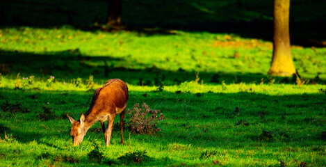deer in the meadow, Wentworth