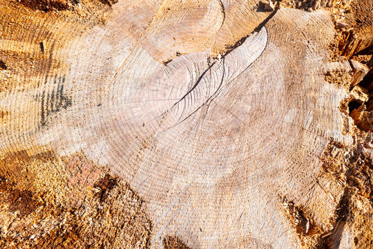 Detail of the cut trunk of an old pine tree, Pinus Pinea.