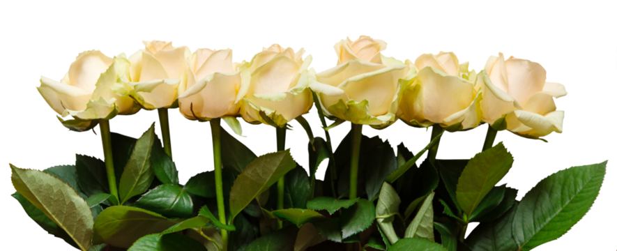 Cream roses flowers for postcard decoration and festive concept design. Border, png, isolated on a transparent background. 