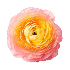 Peach Ranunculus . symbolize wishes for happiness, love, and good health.