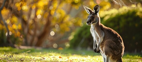 Young eastern grey kangaroo (Macropus giganteus) standing on grass with bushes in the background,...