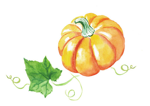 Watercolor hand painted illustration of  pumpkin, orange vegetables , pumpkins with leaves, Halloween , vegetarian food, watercolor illustration	