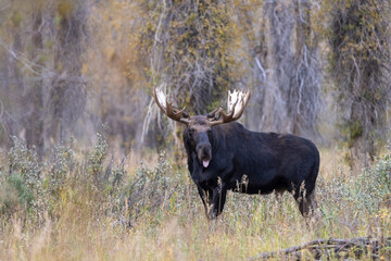 Bull Moose in Autumn in Wyoming