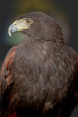 Harris's hawk (Parabuteo unicinctus) in profile on dark background