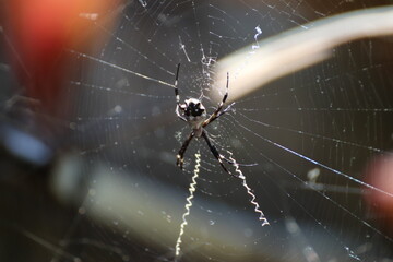 Araña