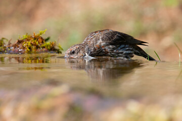 Red crossbill