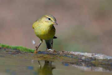 Willow warbler