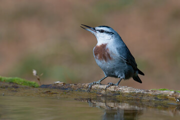 Krüper's nuthatch
