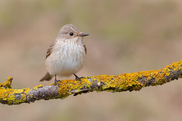 Spotted flycatcher