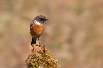 European stonechat