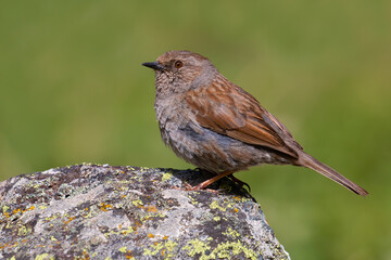 Dunnock