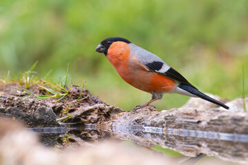 Eurasian bullfinch