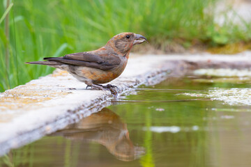 Red crossbill
