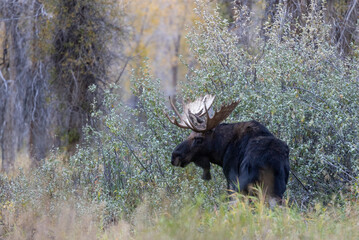 Bull Moose in Autumn in Wyoming