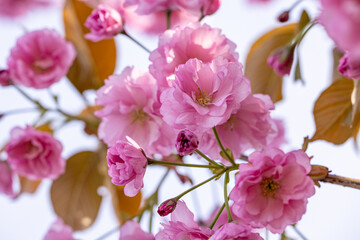 Beautiful nature scene with blooming pink sakura tree in spring