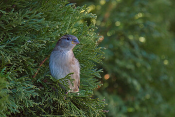 a sparrow on coniferous at a winter day