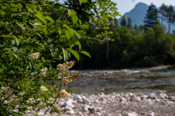 White bird cherry bush with scenic view of Soca River, Bovec, Triglav National Park, Slovenia. Magnificent Soca Valley in Julian Alps. Wanderlust in untamed Slovenian Alps. Hiking in alpine wilderness