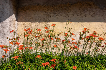 Group of red flowers growing in front of a wall made of cement along hiking trail in Bovec, Triglav National Park, Slovenia. Wanderlust through remote villages in Soca Valley in stunning Julian Alps