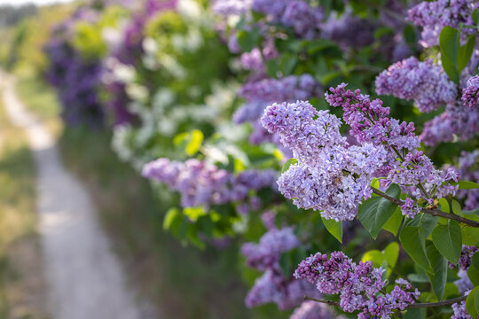 Spring background art with Purple lilac flowers at the blue sky background.