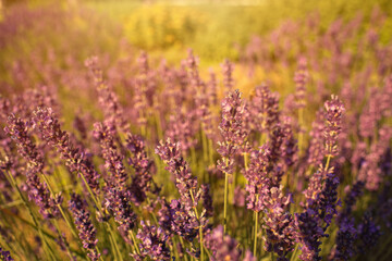 Lavender field in garden at Royal Palace of Godollo,Hungary.Summer season.