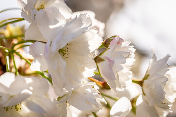 Fototapeta na wymiar Beautiful nature scene with blooming white cherry tree in spring
