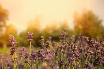 Fotobehang Lavender field in garden at Royal Palace of Godollo,Hungary.Summer season. © Munka