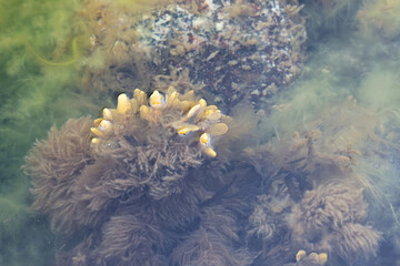 Brown algae called Pylaiella littoralis growing on Fucus vesiculosus, commonly known as...