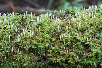 Moss rust, Eocronartium muscicola, a fungus growing as parasite on moss in Finland